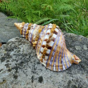 Coquillage en Jaspe Paysage
