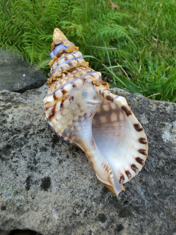Coquillage en Jaspe Paysage – Image 6
