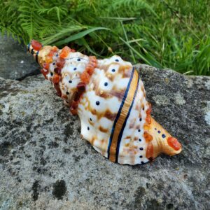 Coquillage en Cornaline
