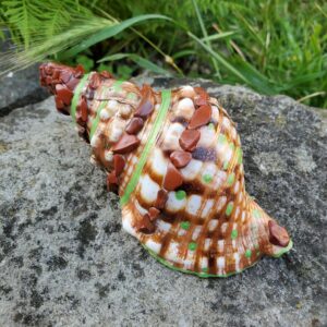 Coquillage en Jaspe Rouge