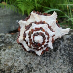 Coquillage en Cornaline brute