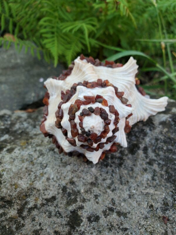 Coquillage en Cornaline brute