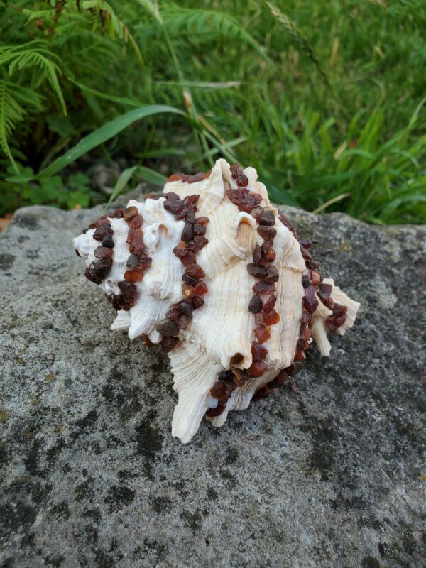 Coquillage en Cornaline brute – Image 2