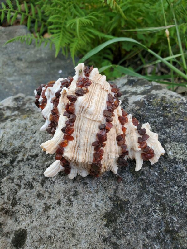 Coquillage en Cornaline brute – Image 3