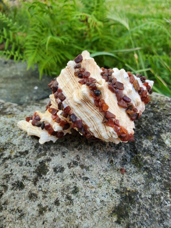 Coquillage en Cornaline brute – Image 4