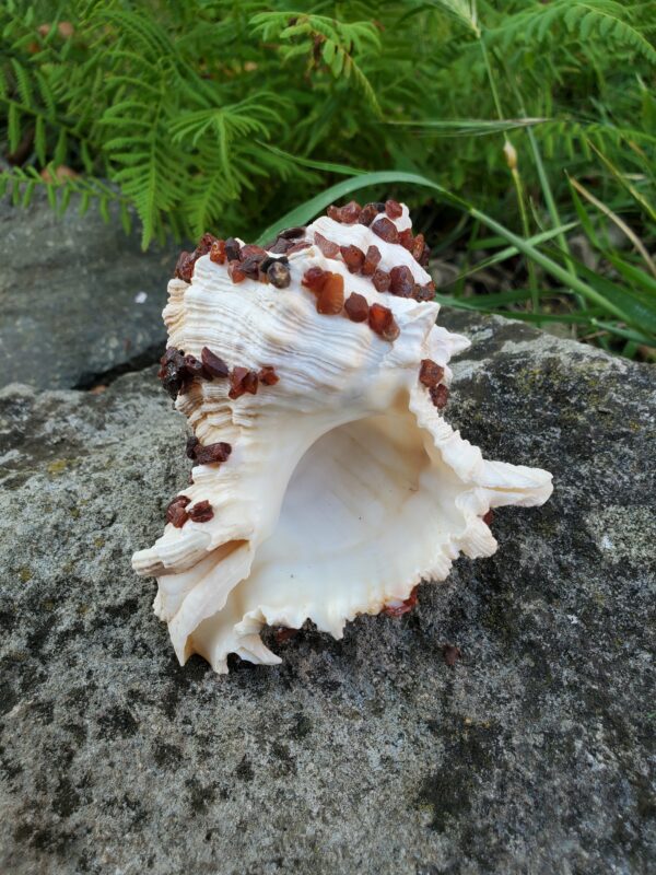 Coquillage en Cornaline brute – Image 5