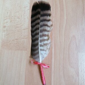 Plume de rapace