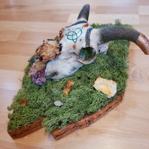 Crâne de bélier d'Irlande