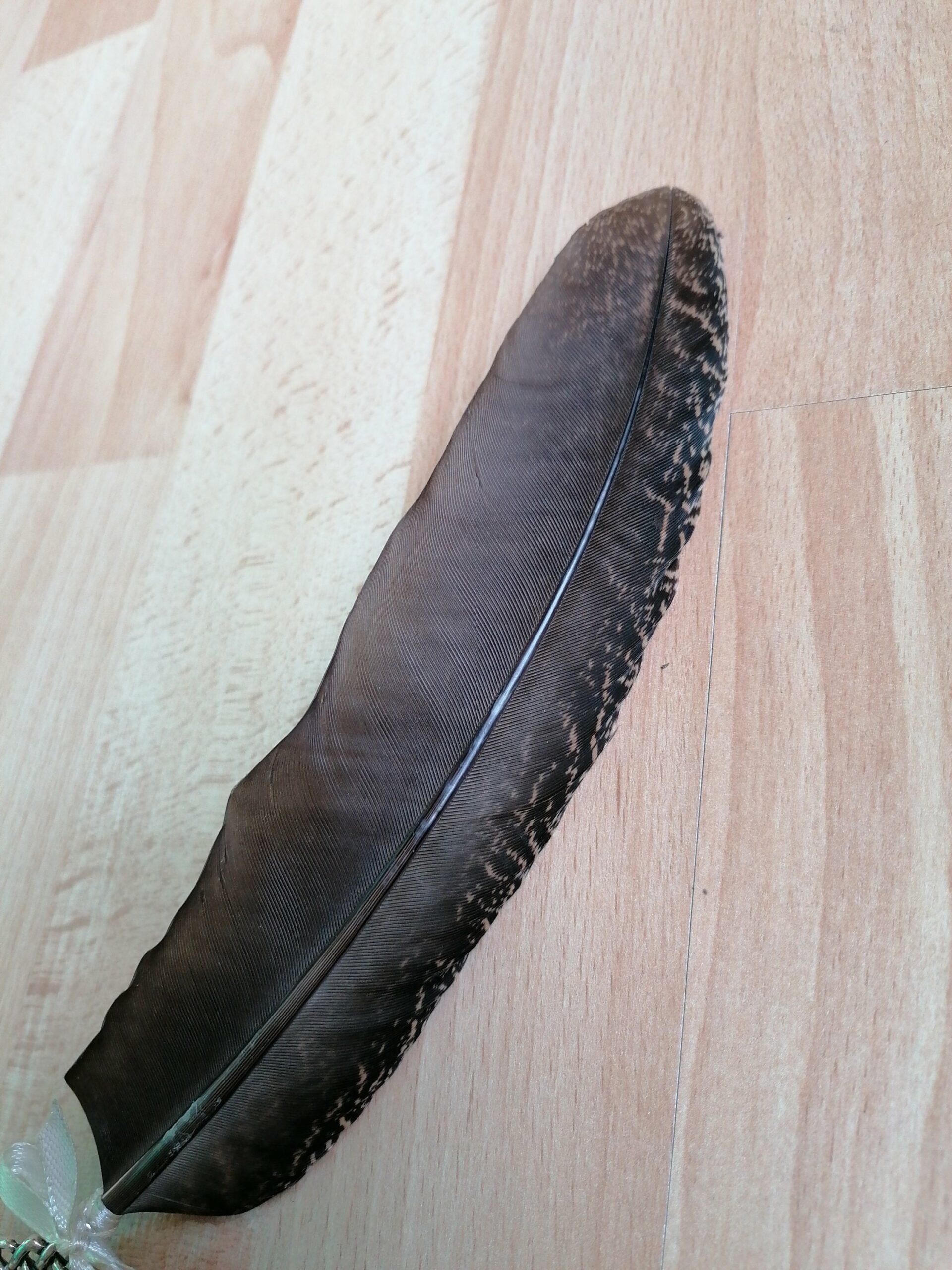 plume de paon – Image 2