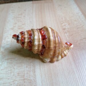 Coquillage en Cornaline