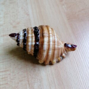 Coquillage en Grenat